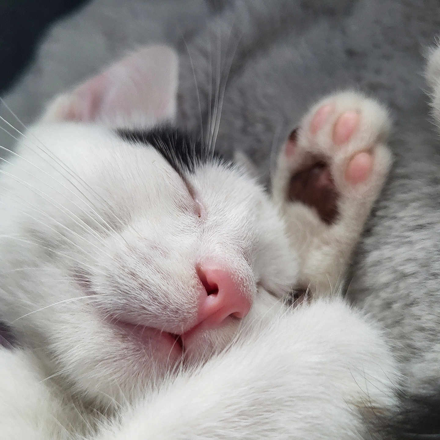 Hellas a rejoint le concours — aidez-le/la à gagner de superbes lots ! adorable, animal, black_patch, blanket, cat, close_up, cozy, cute, fur, indoor, paw, peaceful, pet, pink_nose, relaxed, resting, sleeping, soft, whiskers, white_cat