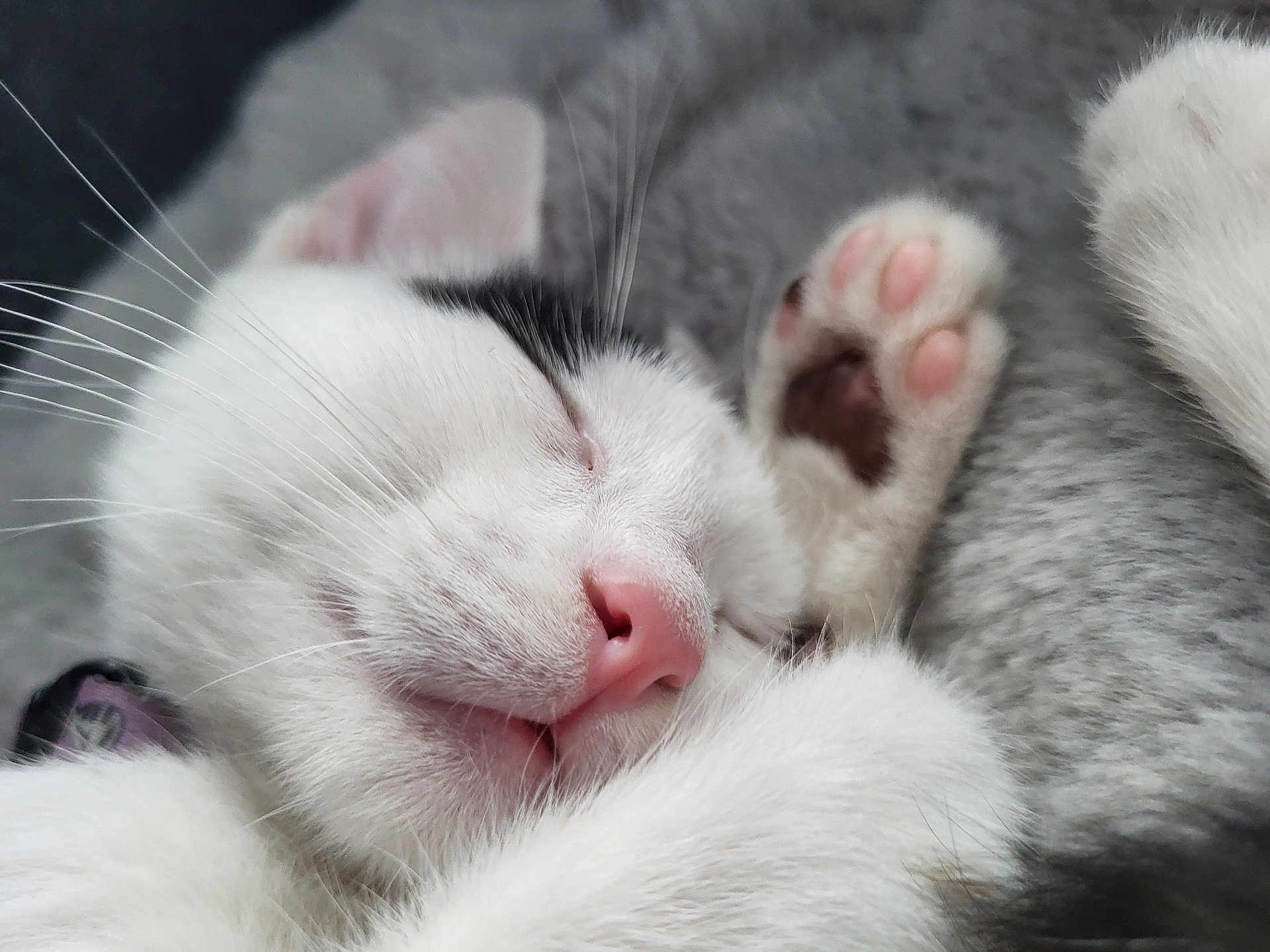 Hellas a rejoint le concours — aidez-le/la à gagner de superbes lots ! adorable, animal, black_patch, blanket, cat, close_up, cozy, cute, fur, indoor, paw, peaceful, pet, pink_nose, relaxed, resting, sleeping, soft, whiskers, white_cat