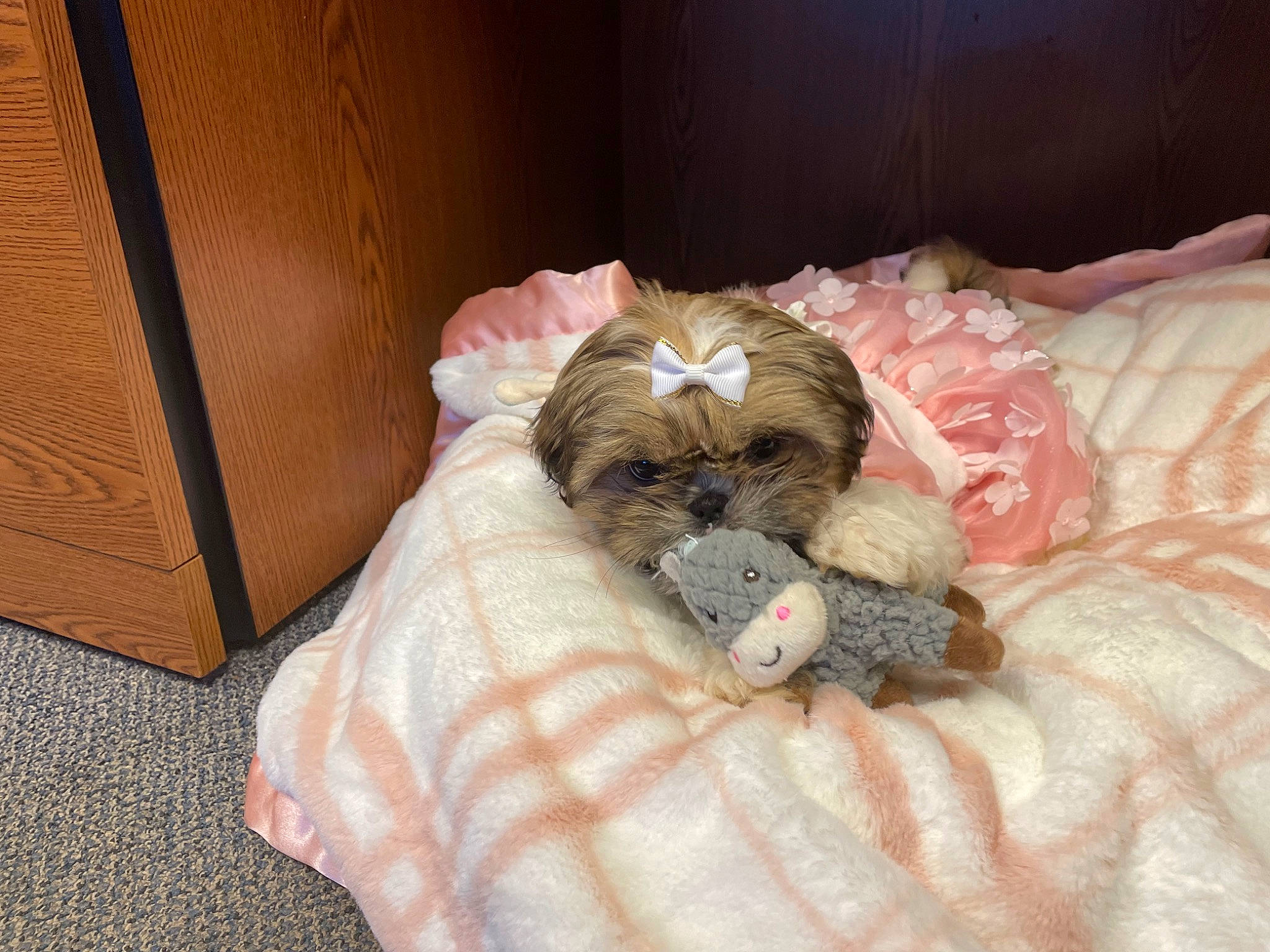 Zoey is registered to the contest to win money with this photo: canidae, carnivore, comfort, companion_dog, dog, dog_breed, dog_supply, fawn, felidae, fur, linens, liver, mal_shi, nap, shih_tzu, snout, sporting_group, terrier, toy_dog, working_animal