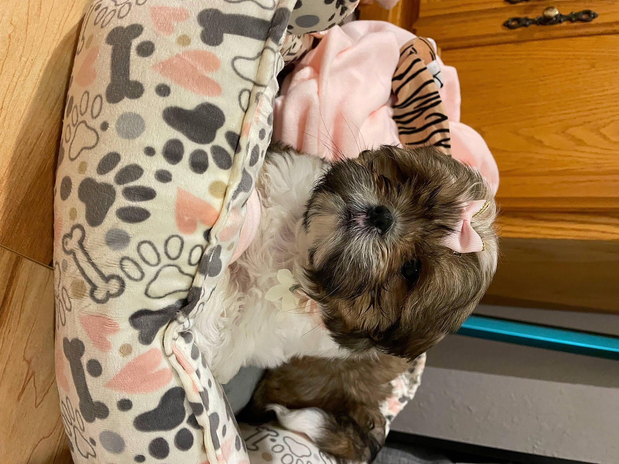 Zoey is registered to the contest to win money with this photo: camera, canidae, carnivore, comfort, companion_dog, dog, dog_breed, fawn, felidae, fur, linens, liver, nap, pattern, shih_tzu, small_terrier, sporting_group, terrier, toy_dog, working_animal