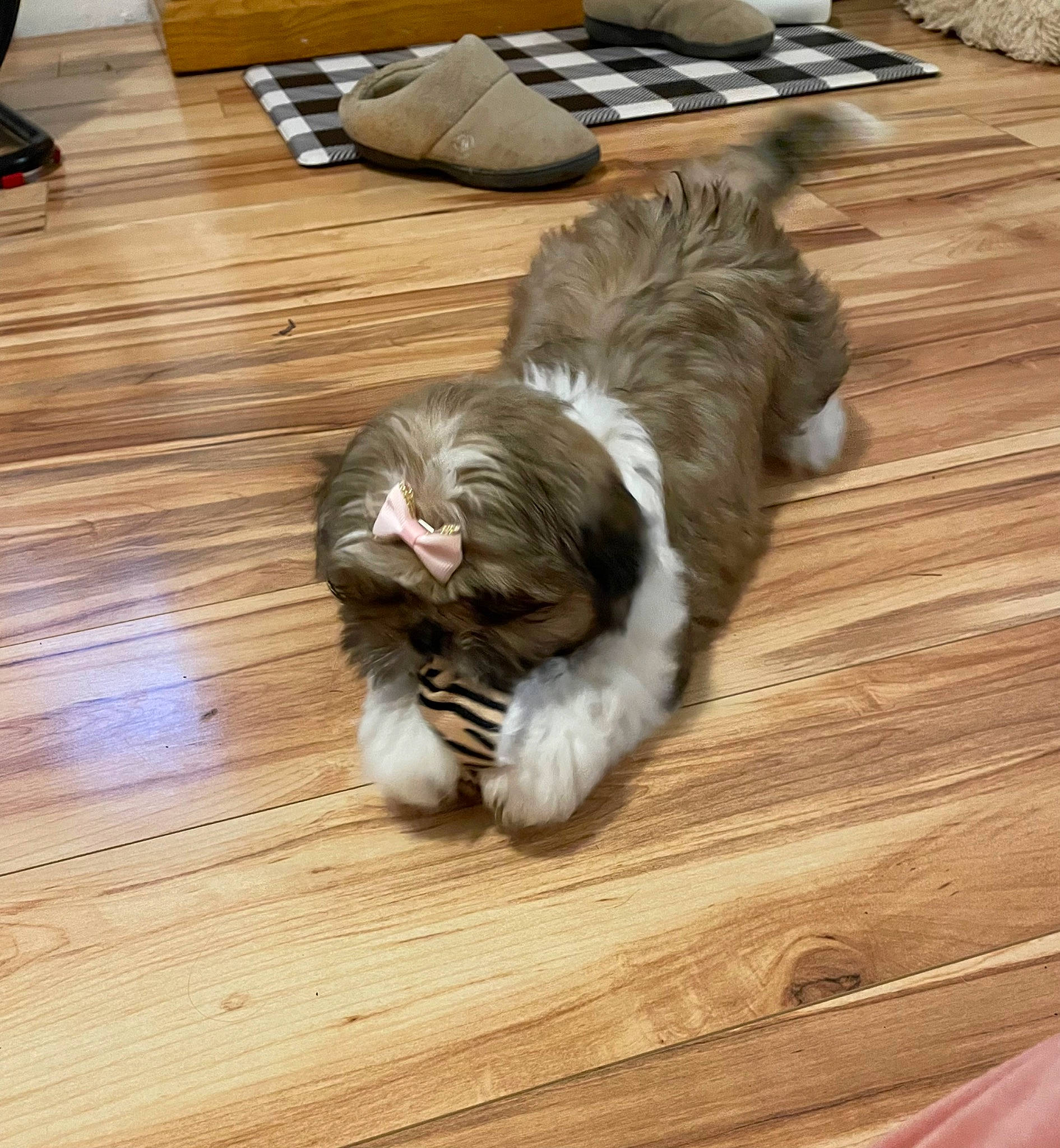 Zoey joined the competition — help win amazing prizes! carnivore, cat, companion_dog, dog_breed, felidae, floor, flooring, fur, hardwood, laminate_flooring, paw, plank, small_to_medium_sized_cats, tail, terrestrial_animal, varnish, whiskers, wood, wood_flooring, wood_stain