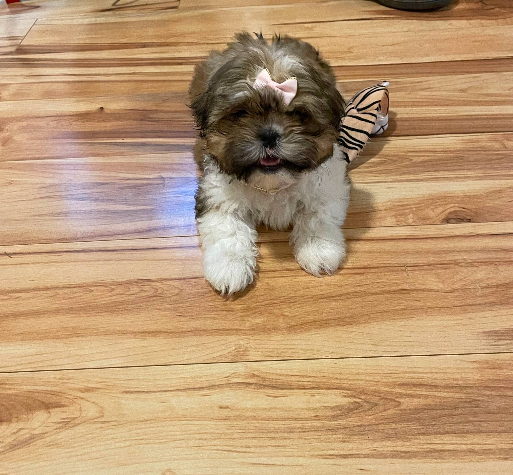 Zoey joined the competition — help win amazing prizes! carnivore, companion_dog, dog, dog_breed, floor, flooring, hardwood, laminate_flooring, liver, plank, shih_poo, shih_tzu, small_terrier, terrier, toy_dog, varnish, wood, wood_flooring, wood_stain, working_animal