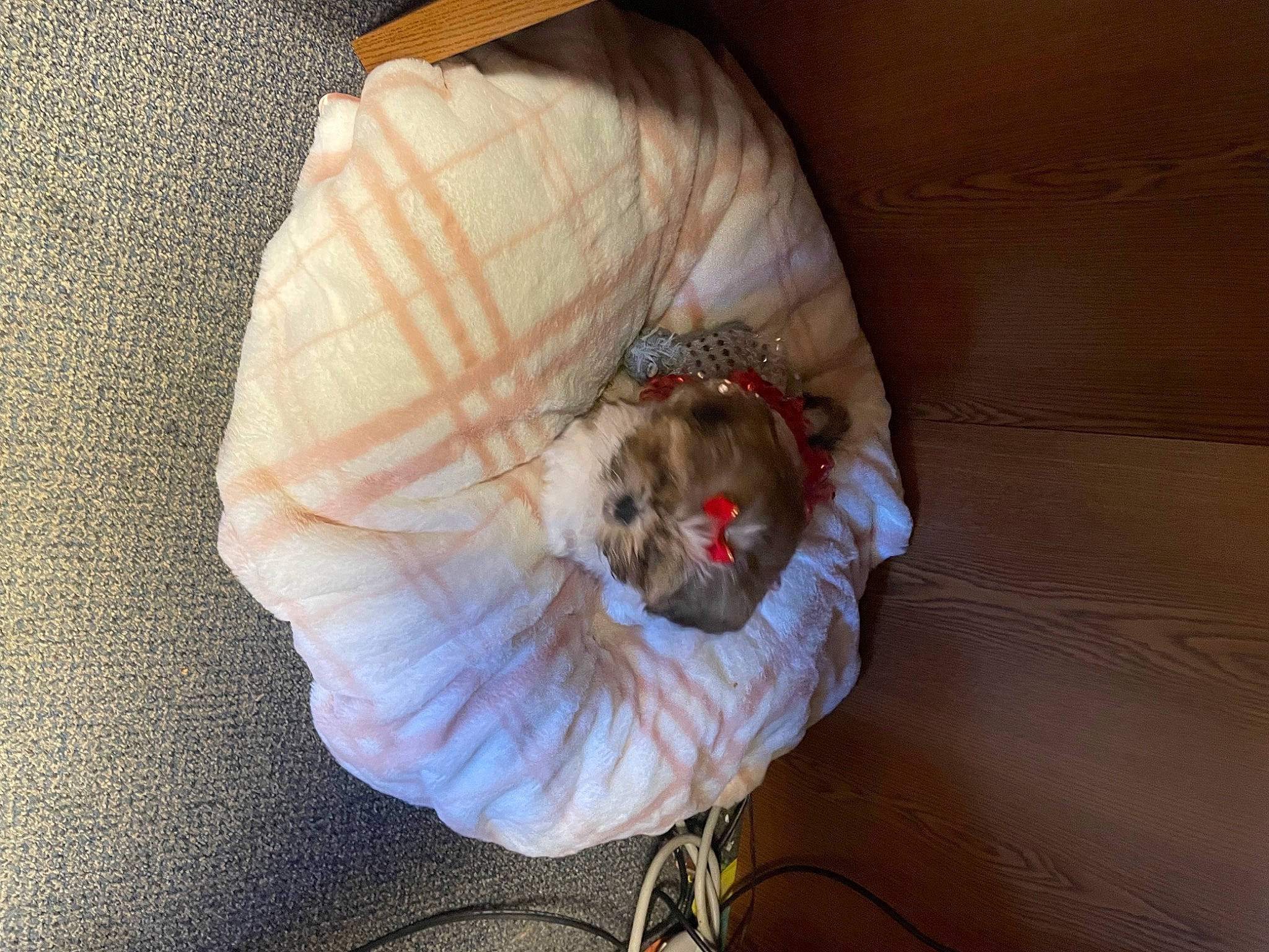 Zoey joined the competition — help win amazing prizes! canidae, carnivore, comfort, companion_dog, couch, dog, dog_breed, dog_clothes, fawn, felidae, fur, nap, plastic_bag, small_terrier, small_to_medium_sized_cats, sporting_group, tail, toy_dog, whiskers