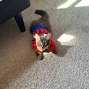Zues is registered to the contest to win money with this photo: animal, carpet, cat, clothing, cute, floor, furniture, home, indoor, kitten, pet, relaxed, sofa, sports_jersey, sunlight, tabby, tail, whiskers, wicker_chair, young_cat