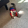 animal, carpet, cat, clothing, cute, floor, furniture, home, indoor, kitten, pet, relaxed, sofa, sports_jersey, sunlight, tabby, tail, whiskers, wicker_chair, young_cat