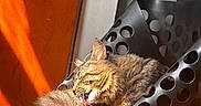Zues is registered to the contest to win money with this photo: animal, black, cat, chair, circular_holes, cozy, daylight, feline, fur, furry, grooming, home, indoor, orange, pet, relaxed, sunlight, tabby, tongue, wood