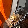 animal, black, cat, chair, circular_holes, cozy, daylight, feline, fur, furry, grooming, home, indoor, orange, pet, relaxed, sunlight, tabby, tongue, wood