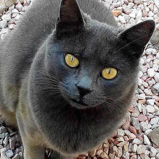 Mimine