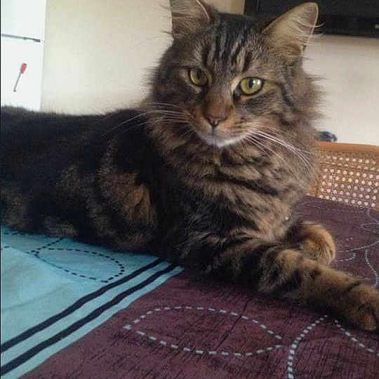 Diego