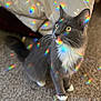 cat, tuxedo_cat, gray_cat, white_chest, whiskers, yellow_eyes, paws, carpet, indoor, prism_lights, rainbow_speckles, curious, portrait, close_up, bokeh, soft_blanket, pet, fur, sitting, bright