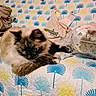Vanille a rejoint le concours — aidez-le/la à gagner de superbes lots ! animal, bed, blue, cat, closeup, cozy, feline, flower_pattern, fluffy, fur, household, indoor, pet, plastic_wrap, quilt, relaxed, resting, soft, tote_bag, yellow