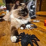 Vanille participe au concours pour gagner de l'argent avec cette photo : animal, black, brown, candle_holder, cat, cobweb, curious, decor, fake_spider, fluffy, furniture, halloween_decor, holiday, indoor, paw, pet, skeletal_hand, table, white, wood
