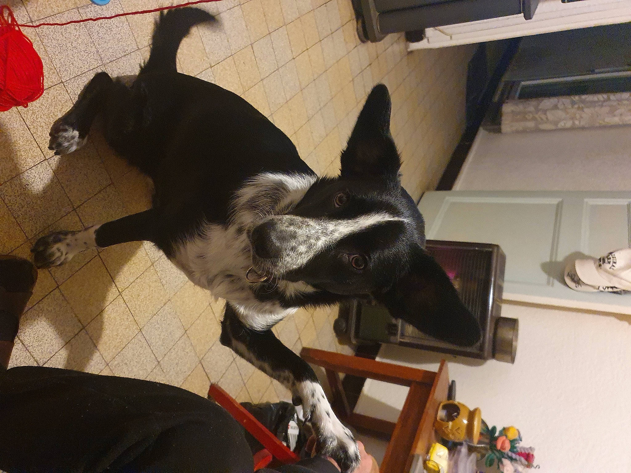 Tika a rejoint le concours — aidez-le/la à gagner de superbes lots ! canidae, carmine, carnivore, collar, comfort, companion_dog, computer_keyboard, dog, dog_breed, fawn, felidae, flooring, fur, input_device, peripheral, small_to_medium_sized_cats, sporting_group, tail, whiskers, working_animal