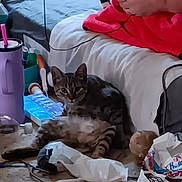 Stormy joined the competition — help win amazing prizes! cat, tabby, indoor, floor, bed, clutter, purple_tumbler, pill_organizer, packaging, cord, hand, red_blanket, person, household_items, relaxed, pet, messy, sitting, domestic, living_space