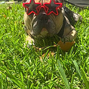 Charlie joined the competition — help win amazing prizes! dog, french_bulldog, grass, sunglasses, outdoor, pet, sunlight, summer, animal, canine, relaxing, backyard, greenery, closeup, star_shaped, playful, funny, portrait, daylight, cute