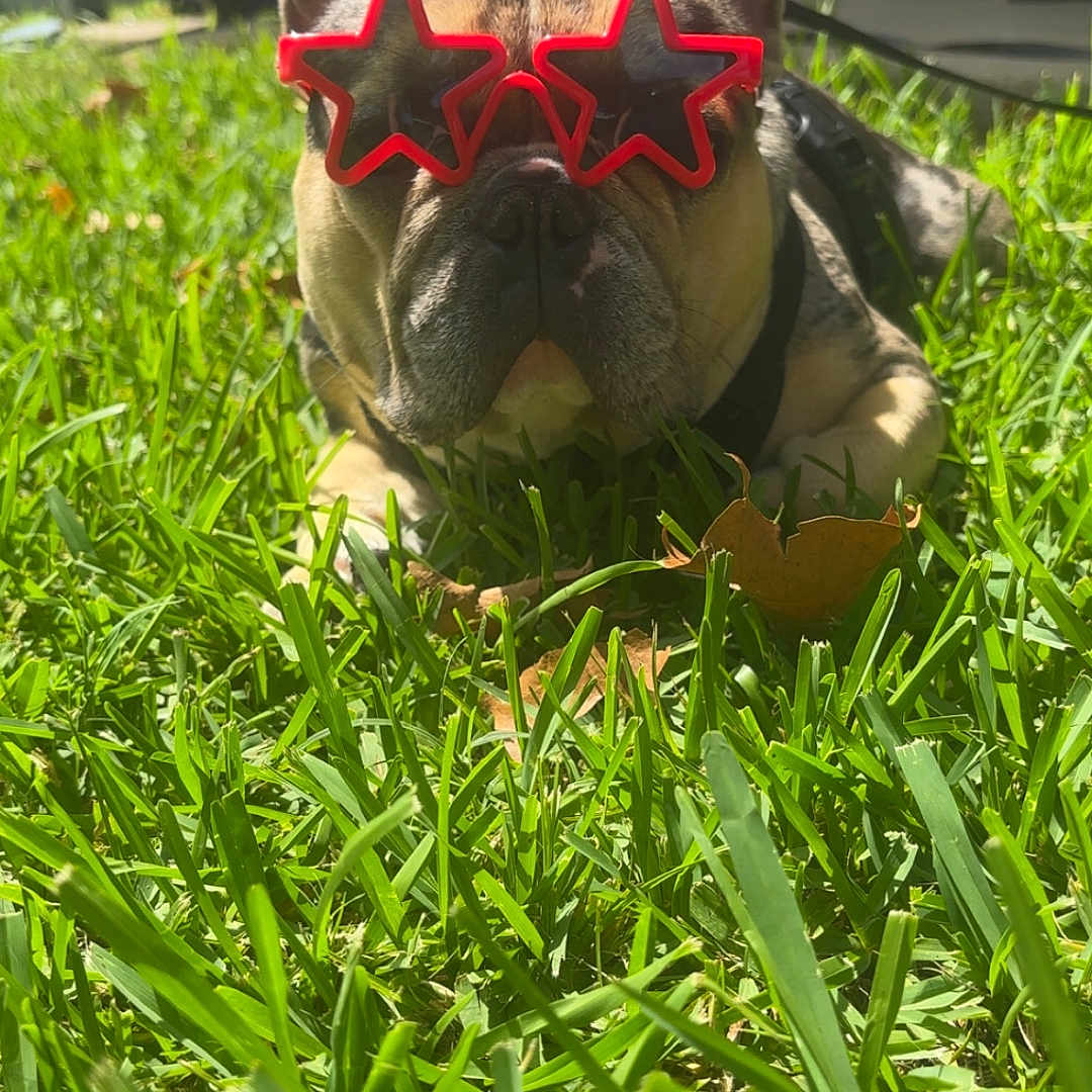 Charlie joined the competition — help win amazing prizes! animal, backyard, canine, closeup, cute, daylight, dog, french_bulldog, funny, grass, greenery, outdoor, pet, playful, portrait, relaxing, star_shaped, summer, sunglasses, sunlight