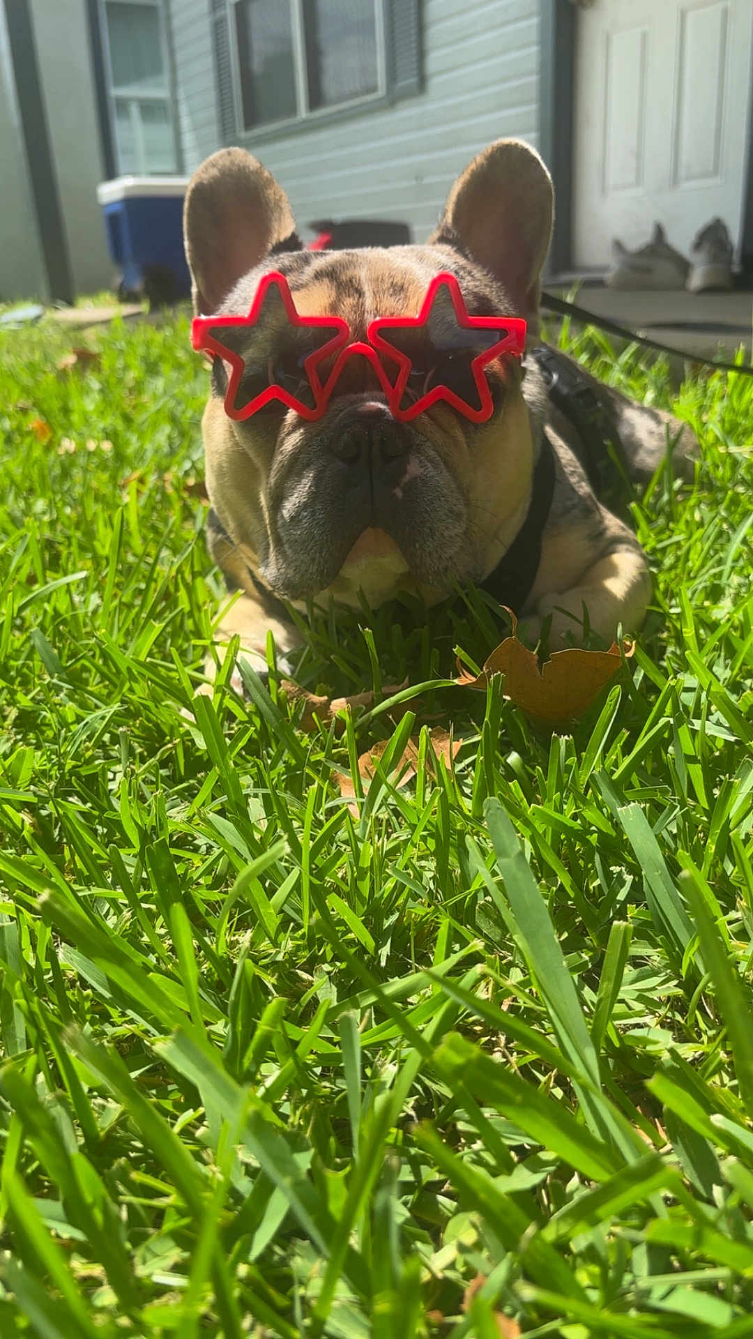 Charlie joined the competition — help win amazing prizes! dog, french_bulldog, grass, sunglasses, outdoor, pet, sunlight, summer, animal, canine, relaxing, backyard, greenery, closeup, star_shaped, playful, funny, portrait, daylight, cute