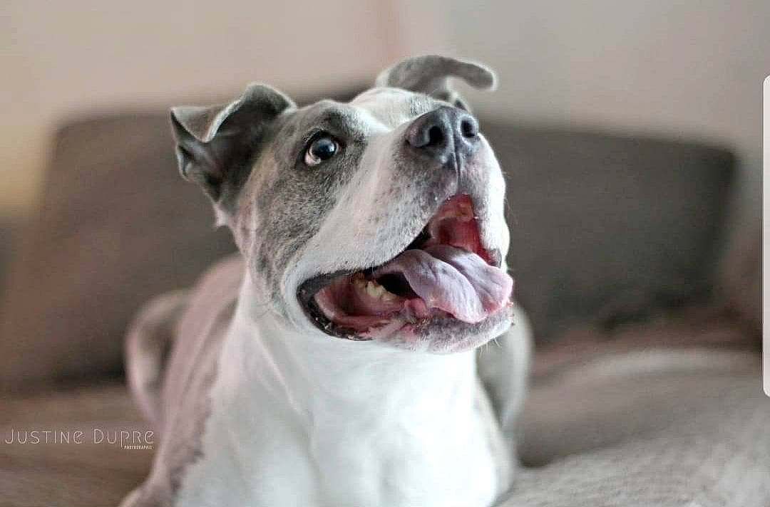 Cayenne a rejoint le concours — aidez-le/la à gagner de superbes lots ! canidae, carnivore, collar, companion_dog, dog, dog_breed, dog_collar, grey, jaw, mammal, non_sporting_group, pet_supply, snout, sporting_group, tongue, whiskers, working_animal, working_dog