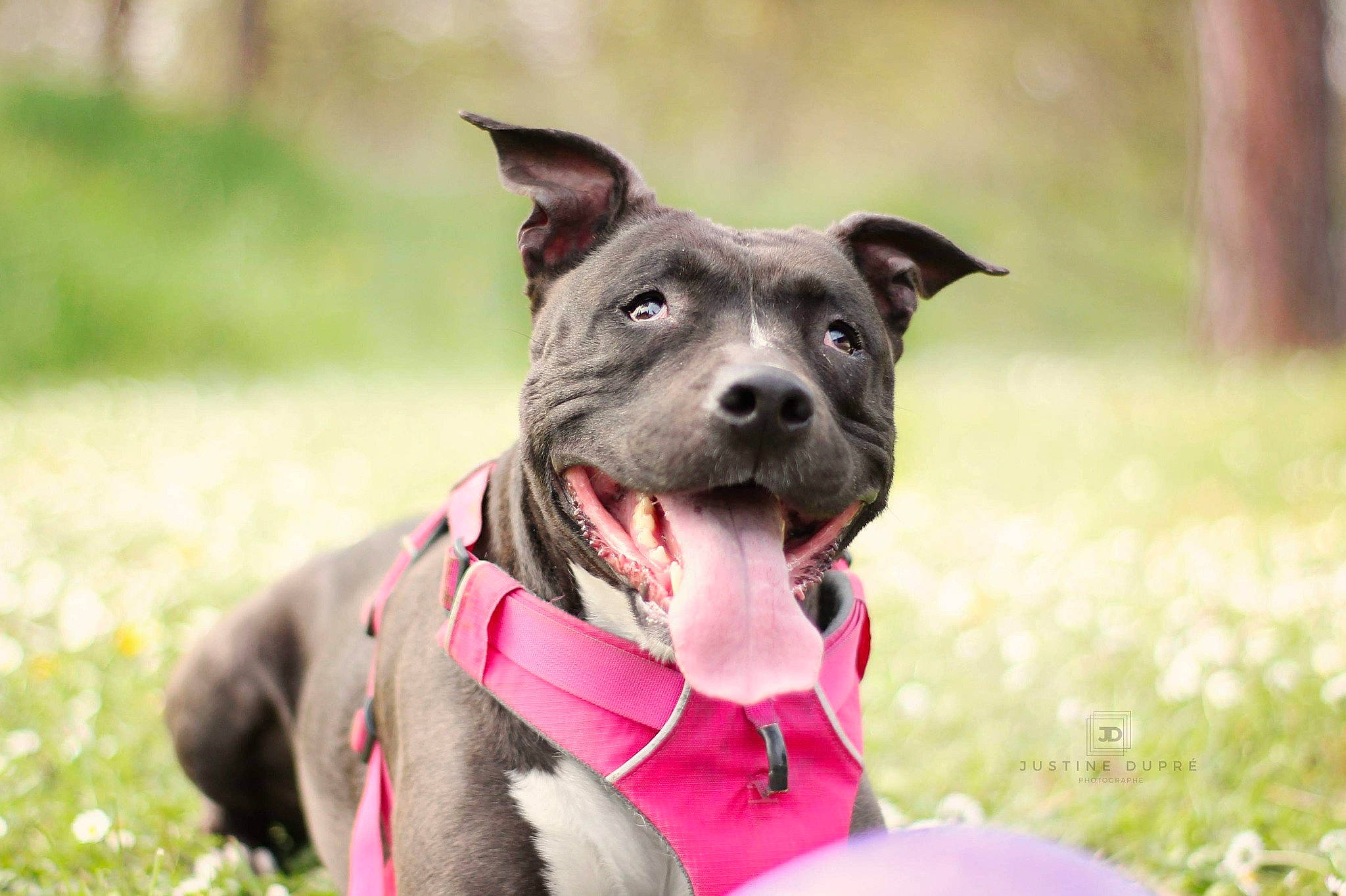 Inna participe au concours pour gagner de l'argent avec cette photo : canidae, carnivore, collar, companion_dog, dog, dog_breed, dog_clothes, dog_collar, dog_supply, leash, mammal, pet_supply, snout, sporting_group, tongue, whiskers, working_animal, working_dog