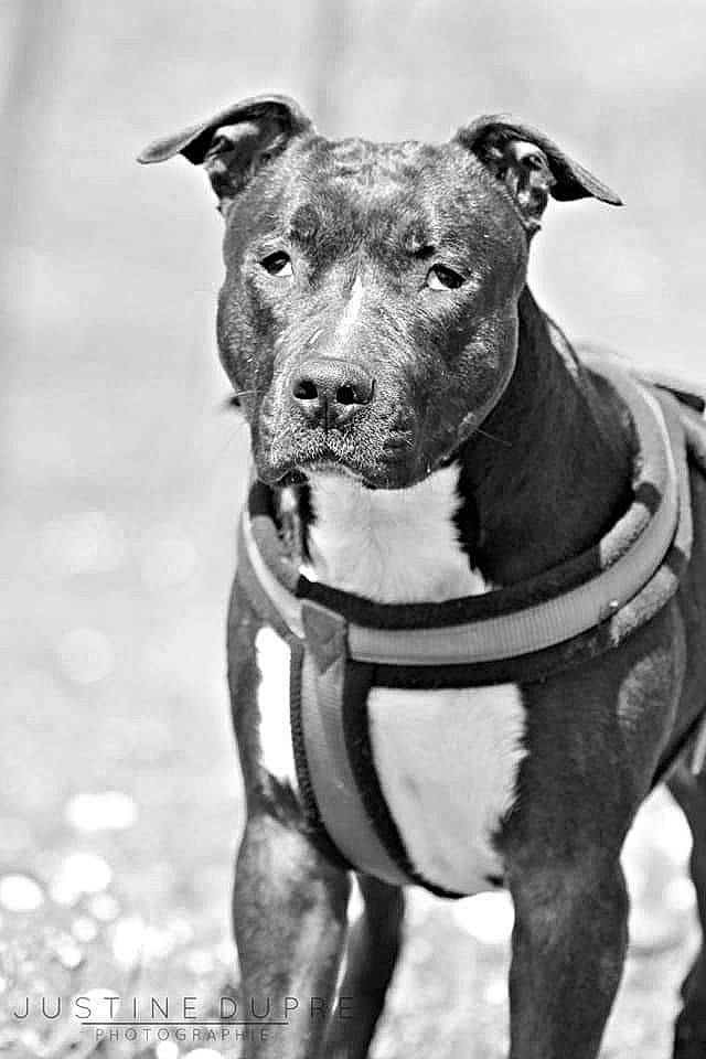 Inna a rejoint le concours — aidez-le/la à gagner de superbes lots ! canidae, carnivore, collar, companion_dog, dog, dog_breed, dog_collar, fawn, grey, jaw, leash, liver, monochrome_photography, neck, pet_supply, snout, stock_photography, whiskers, working_animal, working_dog