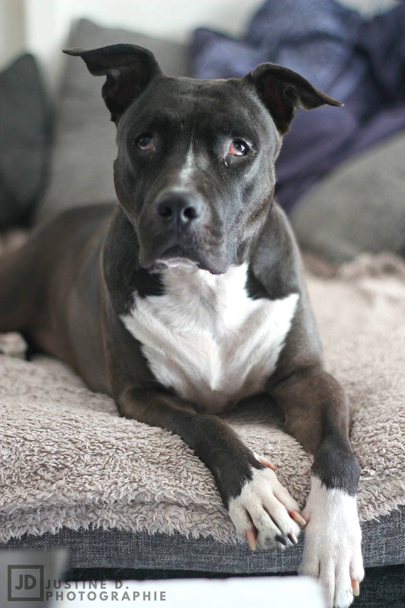 Inna a rejoint le concours — aidez-le/la à gagner de superbes lots ! canidae, carnivore, collar, companion_dog, dog, dog_breed, fawn, foot, fur, grey, guard_dog, mammal, monochrome_photography, non_sporting_group, snout, sporting_group, stock_photography, whiskers, working_animal, working_dog