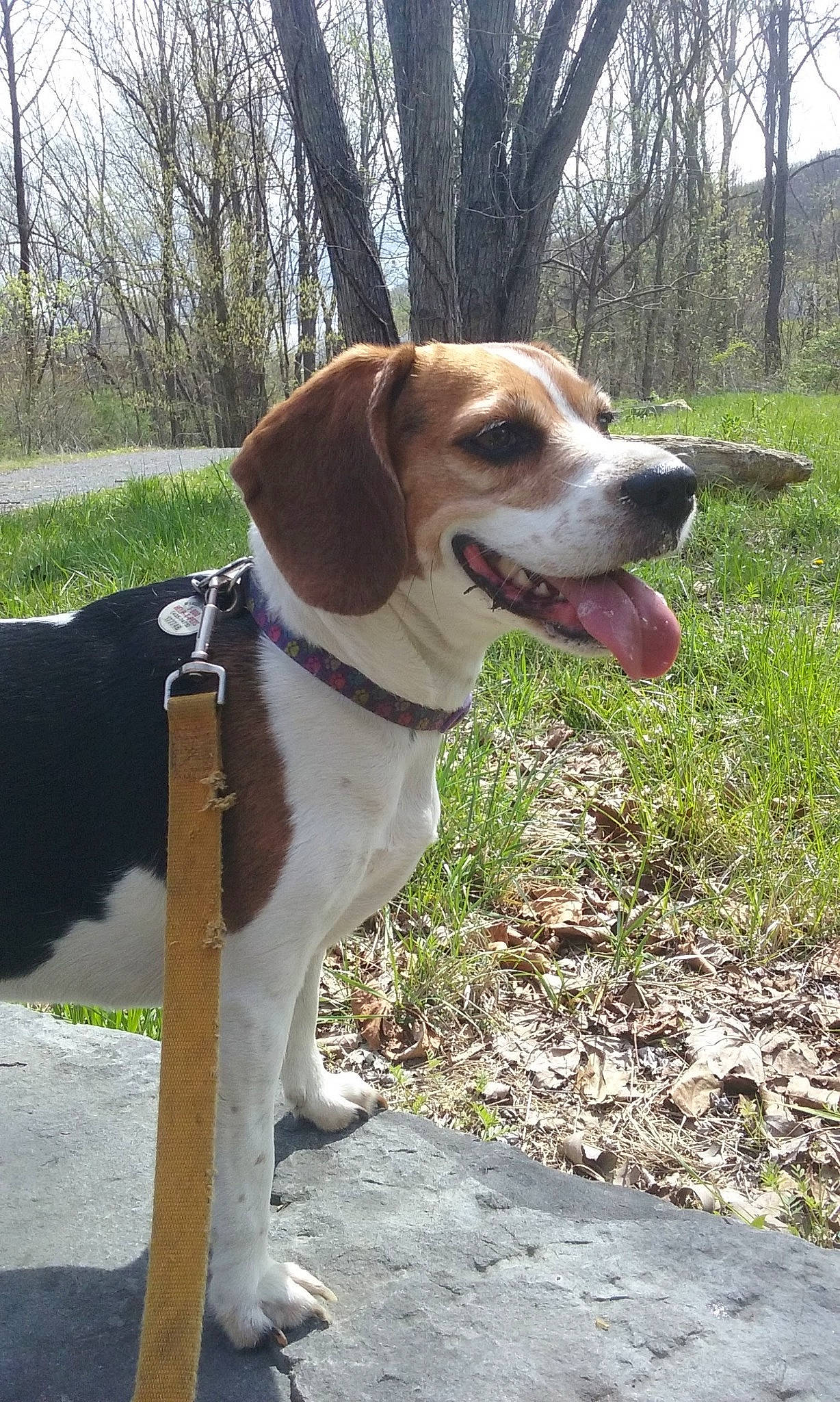Lily Anne joined the competition — help win amazing prizes! american_foxhound, beagle, beagle_harrier, canidae, carnivore, companion_dog, dog, dog_breed, english_foxhound, estonian_hound, finnish_hound, harrier, hound, hunting_dog, mammal, posavac_hound, rare_breed_dog, sporting_group, treeing_walker_coonhound, vertebrate