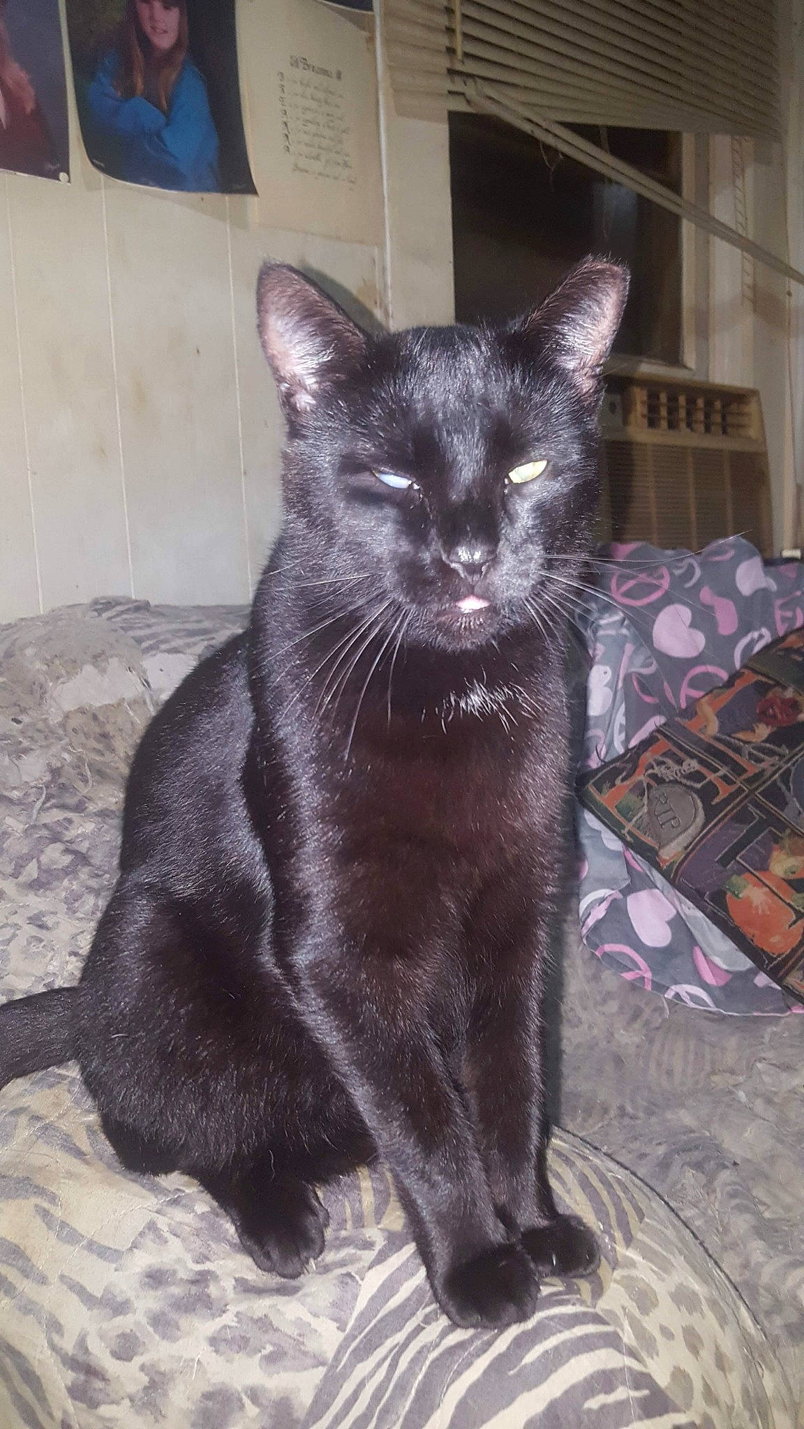 Tip is registered to the contest to win money with this photo: asian, black_cat, bombay, burmese, carnivore, cat, chartreux, domestic_short_haired_cat, felidae, havana_brown, javanese, korat, mammal, oriental_longhair, person, russian_blue, small_to_medium_sized_cats, tail, vertebrate, whiskers