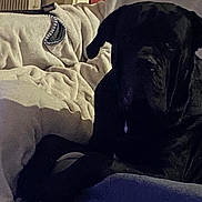 Titan participe au concours pour gagner de l'argent avec cette photo : dog, blanket, couch, indoor, pet, resting, dark, fur, cozy, furniture, animal, home, relaxing, canine, comfort, living_room, soft, laying, shadow, quiet