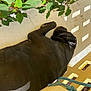 dog, black_dog, resting, lying_down, porch, sunlight, shadow, plants, green_leaves, outdoor, pet, animal, quiet, relaxing, fur, ear, rope, wall, floor, daylight