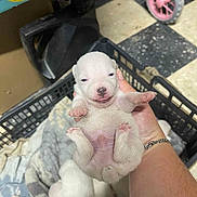 Thaiss participe au concours pour gagner de l'argent avec cette photo : puppy, white_dog, newborn, hand, basket, blanket, floor, checkered_floor, pink_wheel, indoor, cute, sleepy, small_puppy, pet, animal, fur, paw, human_hand, holding, closeup