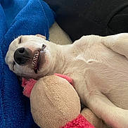 Thaiss a rejoint le concours — aidez-le/la à gagner de superbes lots ! animal, blue_blanket, closeup, cozy, cute, dog, domestic_animal, fur, indoor, laying_down, pet, pink_toy, relaxed, resting, sleeping, smiling, snuggling, stuffed_toy, teeth, white_dog