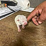 Thaiss participe au concours pour gagner de l'argent avec cette photo : newborn, puppy, dog, baby, small, pink_nose, closed_eyes, human_hand, finger, wooden_surface, scratches, indoor, paper_towel, stacked_paper, gentle_touch, cute, animal, pet, close_up, tiny