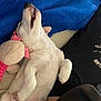 Thaiss participe au concours pour gagner de l'argent avec cette photo : animal, blanket, companion, cozy, cuddle, cute, dog, fur, indoor, nap, paw, pet, plush, puppy, relaxed, resting, sleeping, smile, toy, white_fur