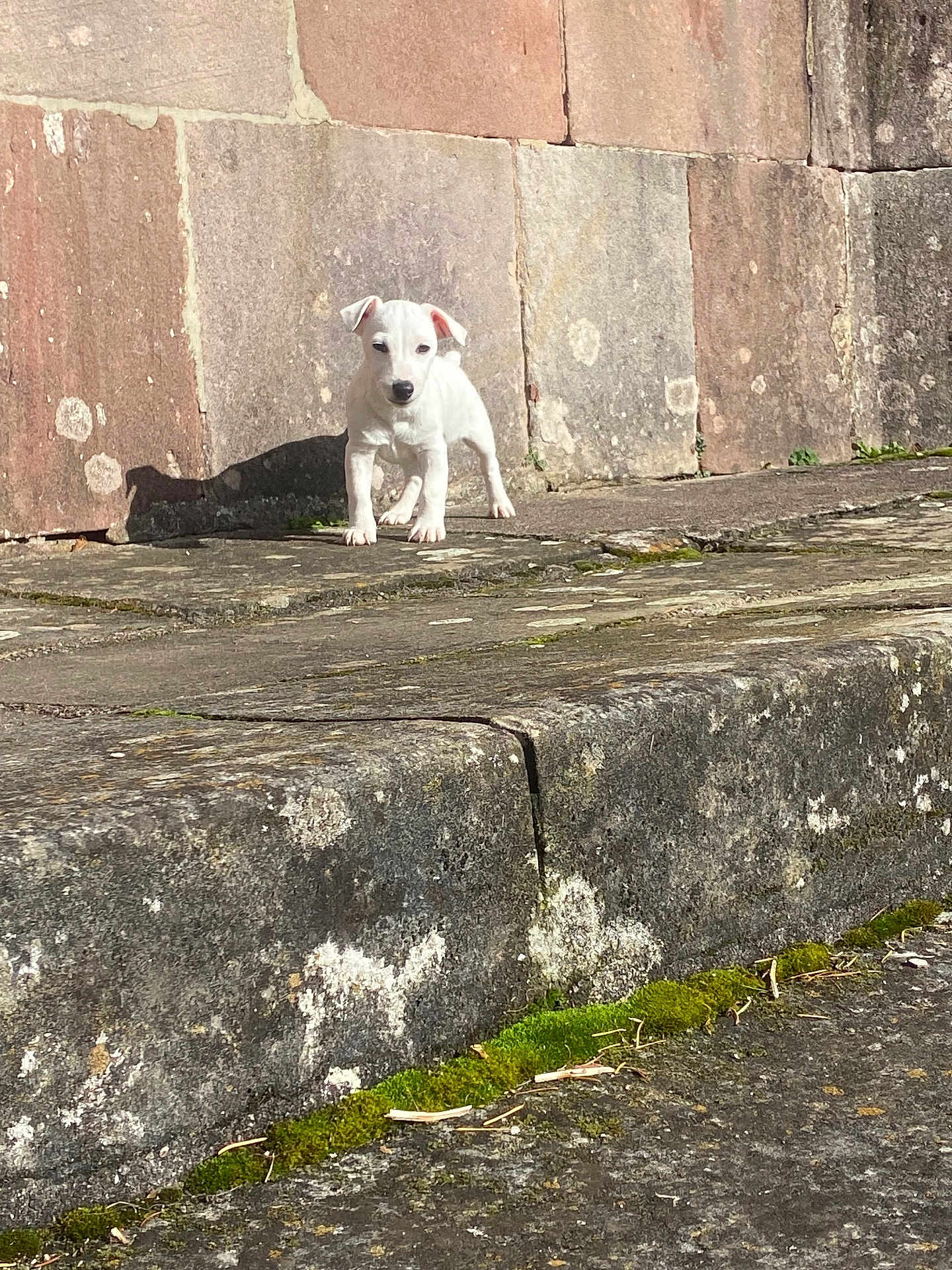 Thaiss a rejoint le concours — aidez-le/la à gagner de superbes lots ! puppy, dog, white_dog, stone, step, wall, outdoor, sunlight, shadow, small_dog, animal, young_dog, moss, texture, pavement, curb, daylight, alone, cute, pet