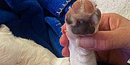 Thaiss a rejoint le concours — aidez-le/la à gagner de superbes lots ! dog, paw, hand, white_fur, blue_blanket, close_up, pet, animal, furry, cute, cozy, skin, nail, bed, resting, domestic_animal, human_hand, soft, comfort, indoor