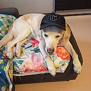 Karamel participe au concours pour gagner de l'argent avec cette photo : animal, black_cap, canine, cap, comfort, couch, cushion, dog, ear, floral_pattern, fur, home, indoor, labrador, laying_down, nose, paw, pet, relaxed, resting