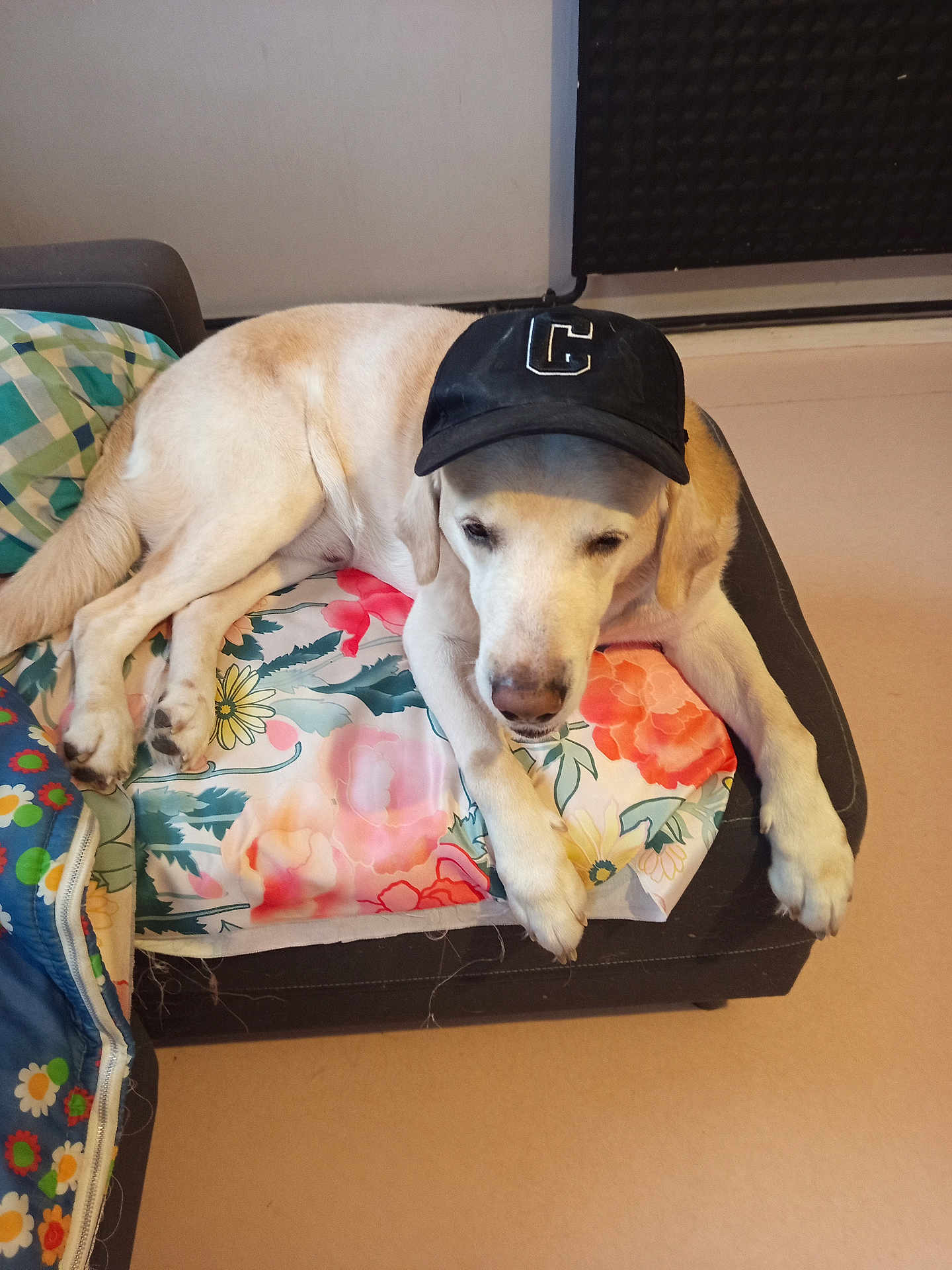 Karamel participe au concours pour gagner de l'argent avec cette photo : animal, black_cap, canine, cap, comfort, couch, cushion, dog, ear, floral_pattern, fur, home, indoor, labrador, laying_down, nose, paw, pet, relaxed, resting