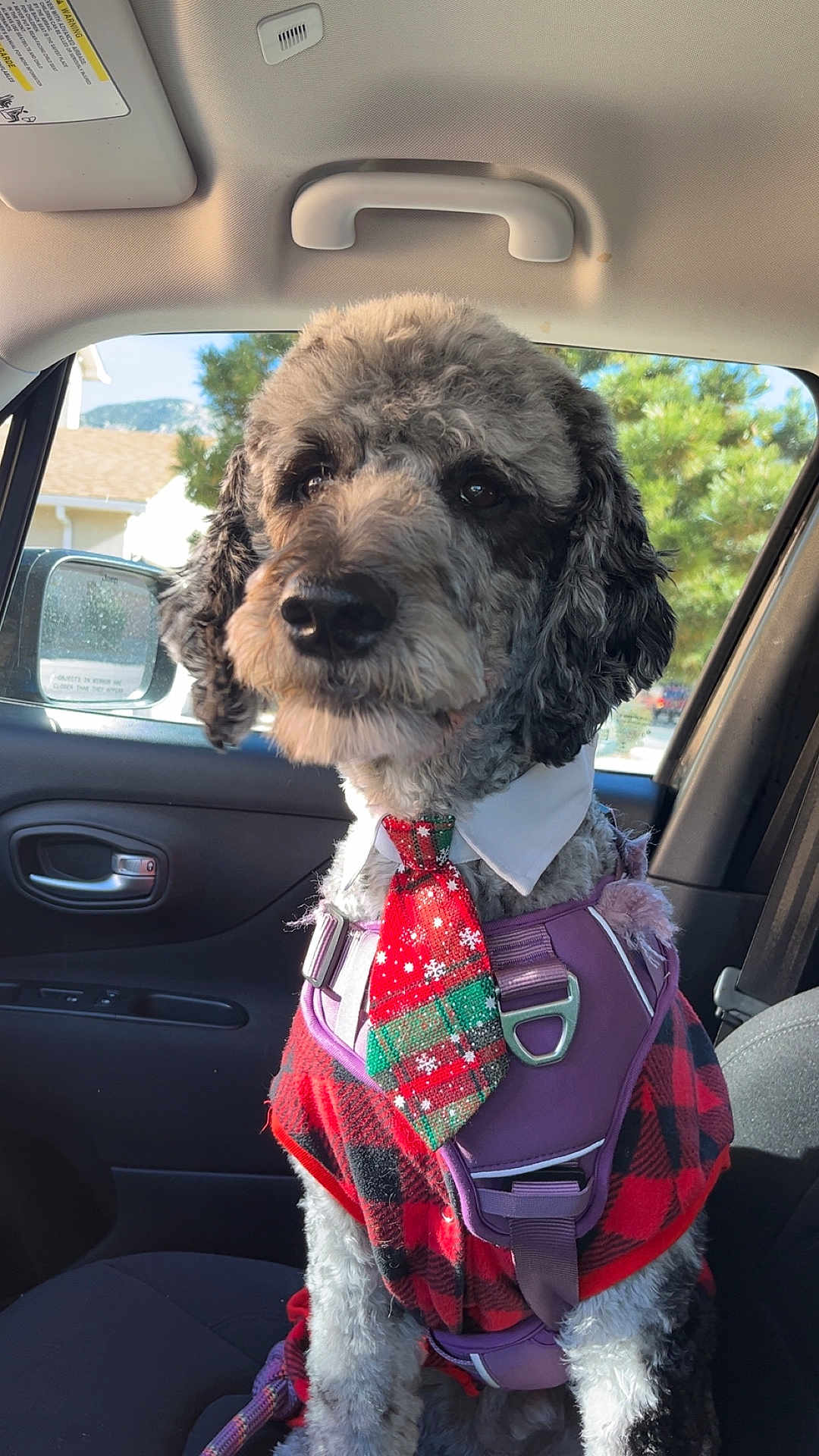 Augustus Duke joined the competition — help win amazing prizes! canine, car_interior, close_up, collar, dog, dog_clothing, door_handle, festive, furry, harness, pet, red_plaid, seat, side_mirror, sitting, suburban, sunlight, tie, tree, window