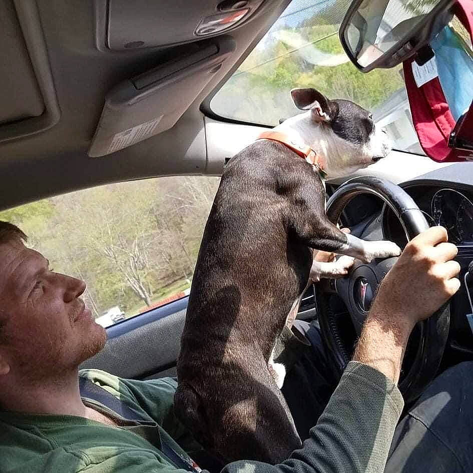 Bolt is registered to the contest to win money with this photo: automotive_design, automotive_exterior, automotive_mirror, car, car_seat, car_seat_cover, carnivore, dog, fawn, gesture, hand, head_restraint, mode_of_transport, motor_vehicle, rear_view_mirror, steering_wheel, vehicle, vehicle_door, vertebrate, window