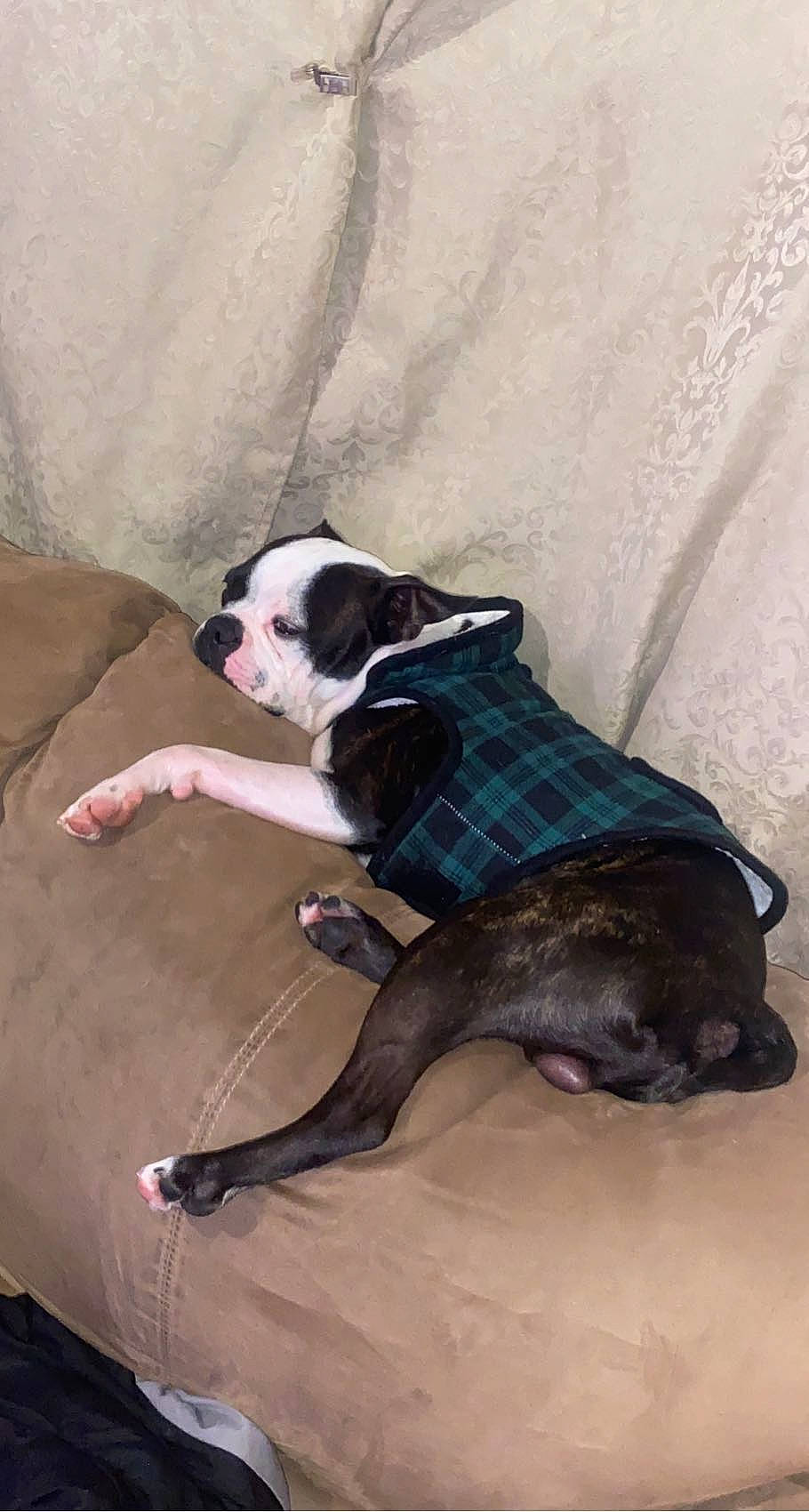 Bolt joined the competition — help win amazing prizes! boston_terrier, canidae, carnivore, collar, comfort, companion_dog, couch, dog, dog_breed, dog_clothes, dog_collar, dog_supply, fawn, fur, pet_supply, sitting, snout, sporting_group, tail, working_animal