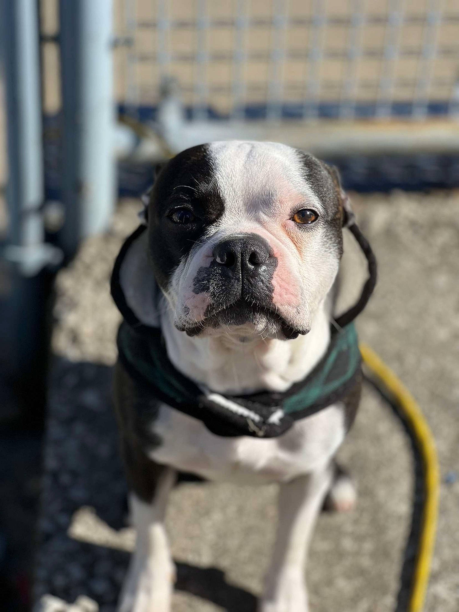 Bolt joined the competition — help win amazing prizes! bulldog, canidae, carnivore, collar, companion_dog, dog, dog_breed, dog_collar, fawn, fence, french_bulldog, grass, leash, molosser, snout, sporting_group, toy_dog, whiskers, working_animal, wrinkle