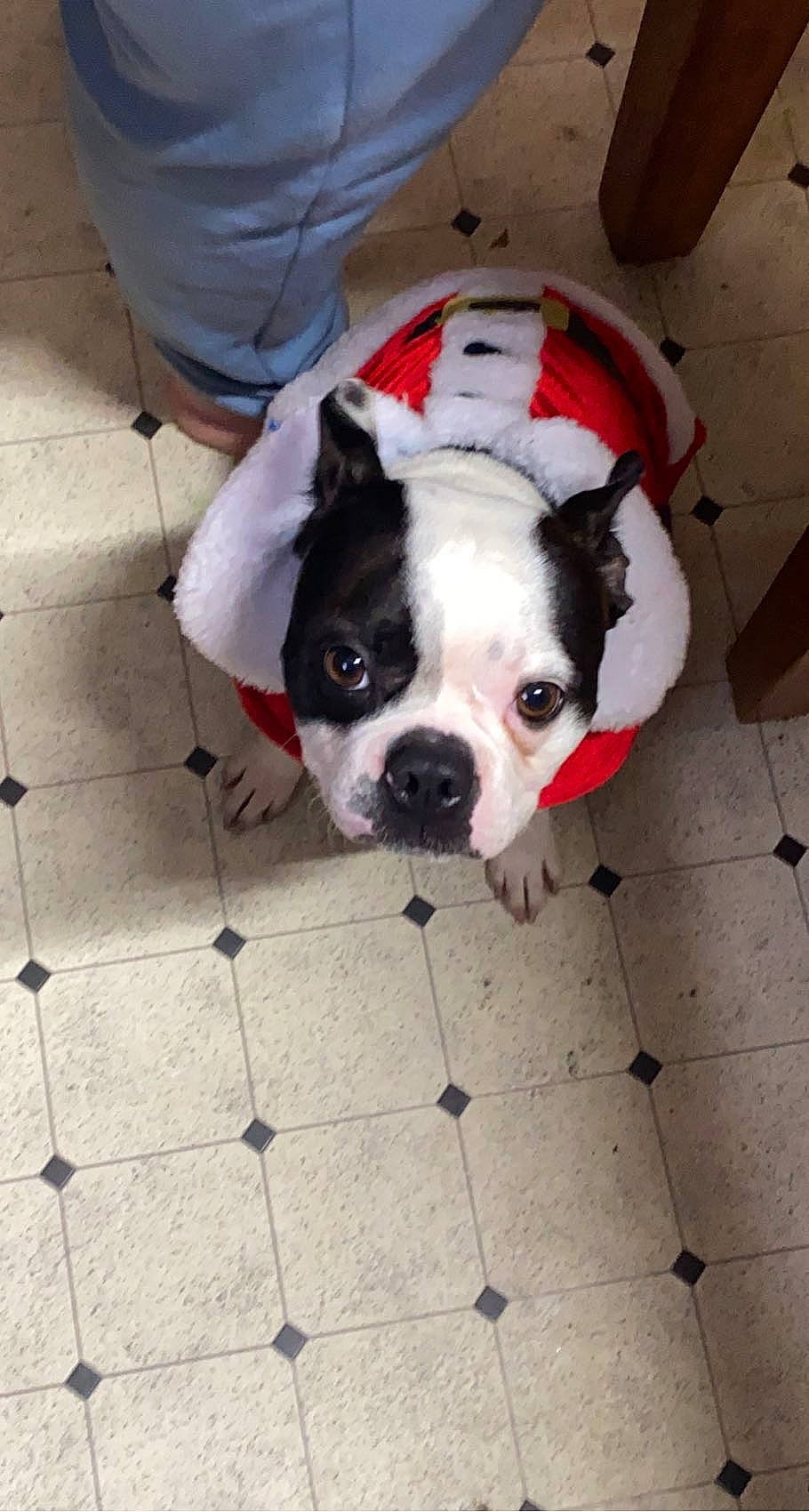 Bolt is registered to the contest to win money with this photo: carmine, carnivore, collar, comfort, companion_dog, dog, dog_breed, dog_clothes, dog_supply, fawn, floor, flooring, fur, snout, sporting_group, tail, terrestrial_animal, toy_dog, whiskers, working_animal