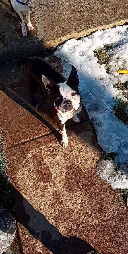 Bolt is registered to the contest to win money with this photo: boston_terrier, carnivore, companion_dog, dog, dog_breed, eyewear, fawn, grass, line, plant, road_surface, sky, snout, sporting_group, sunlight, tail, tints_and_shades, toy_dog, whiskers, working_animal