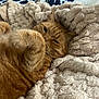 Filou participe au concours pour gagner de l'argent avec cette photo : animal, bed, cat, closeup, comfort, cozy, cute, feline, fluffy_blanket, fur, ginger_cat, indoor, paw, pet, relaxed, resting, sleepy, soft, warm, whiskers
