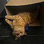 animal, blue_toy, cardboard_box, cat, cozy, curious, cute, domestic, feline, floor, indoor, orange_tabby, paws, pet, playful, relaxed, tile_floor, toy, upside_down, whiskers