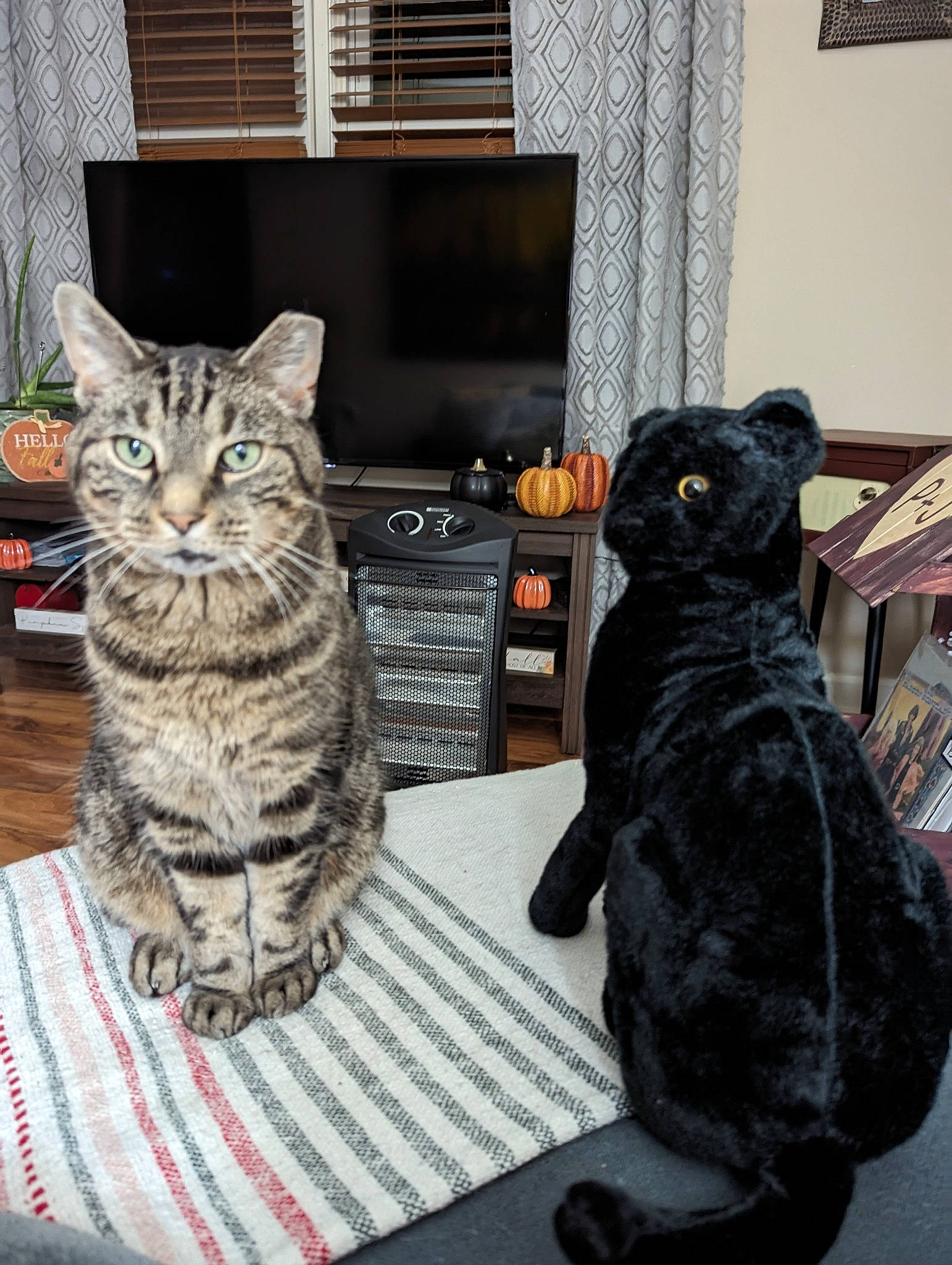 Gonzo joined the competition — help win amazing prizes! carnivore, cat, comfort, curtain, domestic_short_haired_cat, felidae, fur, grey, paw, picture_frame, room, sitting, small_to_medium_sized_cats, snout, stuffed_toy, tail, whiskers, window