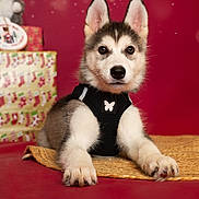 Aïka a rejoint le concours — aidez-le/la à gagner de superbes lots ! puppy, dog, husky, black_harness, butterfly_emblem, woven_mat, red_background, bokeh, holiday_wrapping_paper, gift_boxes, plush_toy, indoor, portrait, cute, pet, animal, fur, ears, paws, lying_down
