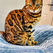 Sophia joined the competition — help win amazing prizes! cat, bengal_cat, striped_blanket, indoor, pet, feline, tabby_pattern, animal, whiskers, ears, sitting, fur, domestic_cat, closeup, portrait, bed, striped, home, looking, furry