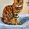cat, bengal_cat, striped_blanket, indoor, pet, feline, tabby_pattern, animal, whiskers, ears, sitting, fur, domestic_cat, closeup, portrait, bed, striped, home, looking, furry