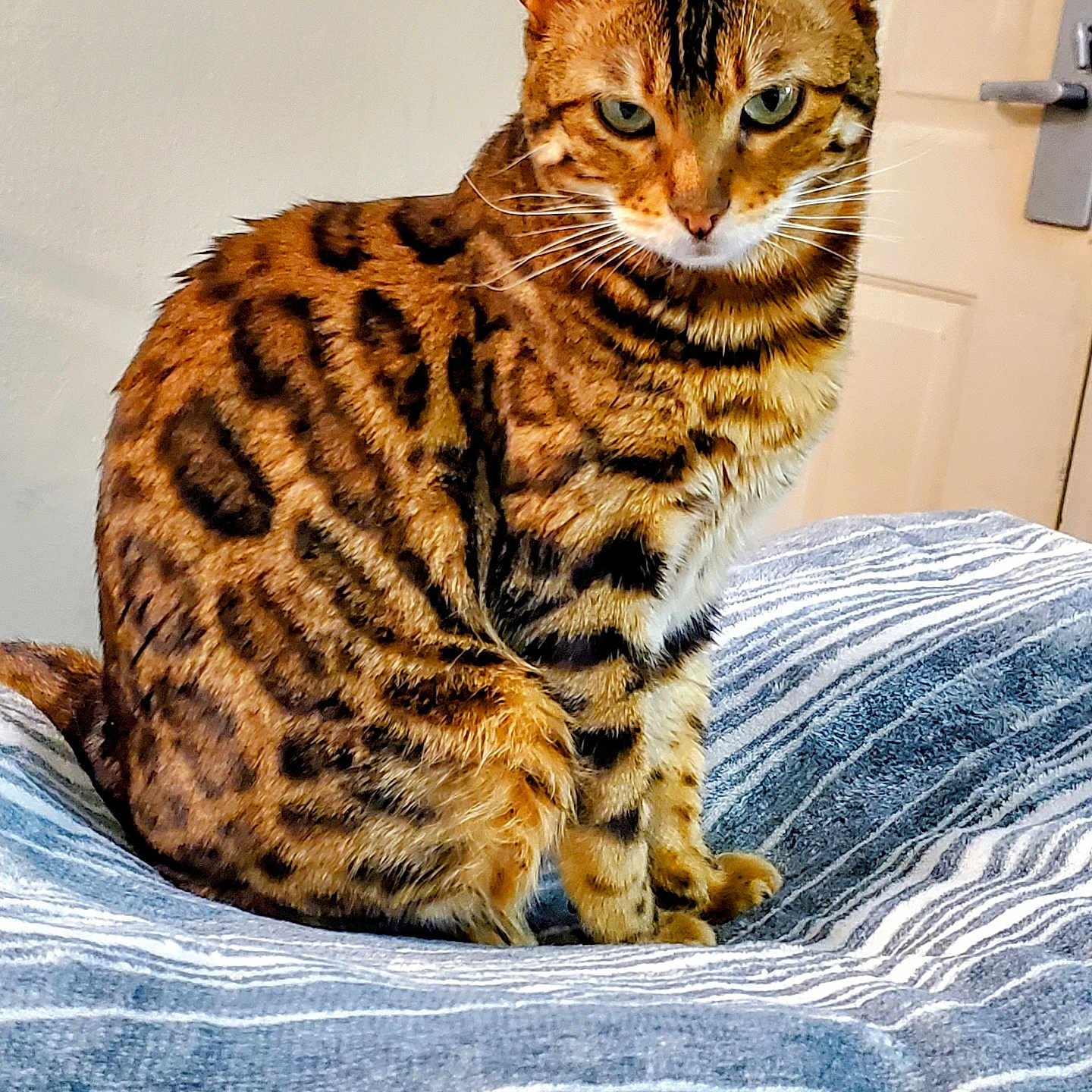 Sophia
